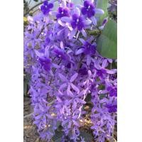 ราคา ต้นพวงคราม ออสเตรเลีย ถุงชำ 4 นิ้ว (21544643440)