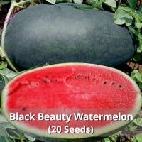 ราคา อัตรางอกสูง เมล็ดพันธุ์ แตงโมดำ บรรจุ 20 เมล็ด Giant Black Beauty Watermelon Seeds Fruit Seed แตงโมยักษ์ แตงโมเมญ่า เมล็ดแตงโม ต้นไม้ผลกินได้ เมล็ดผลไม้ บอนสี พันธุ์ไม้ผล ผลไม้อินทรีย์ ต้นไม้กินผล บอน
