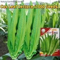 ราคา เมล็ดพันธุ์ โหยวม่ายจีน ผักโหยวม่ายจีน บรรจุ 1000 เมล็ด ปลูกง่าย Cos Leaf Lettuce Seeds Chinese Romaine Lettuce Organic Vegetable Seeds for Planting เมล็ดพันธุ์ผัก ผักออร์แกนิก เมล็ดบอนสี ผักสวนครัว ต