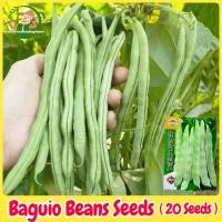 ราคา เมล็ดพันธุ์ ถั่วแขก สีเขียว F1 Green Bush Bean Seeds 20 เมล็ด Kidney Beans Snap Beans French Bean Organic Vegetable Seeds for Planting เมล็ดพันธุ์ผัก เมล็ดพันธุ์แท้ OP ผักสวนครัว ผักออร์แกนิก พันธุ์ผั
