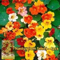 ราคา เมล็ดพันธุ์ แนสเทอเทียม คละสี บรรจุ 4เมล็ด Fragrant Nasturtium Seed Flower Seeds for Planting เมล็ดไวยากรณ์ เมล็ดดอกไม้ พันธุ์ดอกไม้ บอนสีราคาถูก เมล็ดบอนสี ต้นไม้มงคล บอนสี เมล็ดพันธุ์ดอกไม้ ไม้ประดั