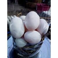 ราคา พร้อมส่ง ไข่เป็ดออแกรนิค เป็ดอารมดี เบอร์ 0 จำนวน 1 แพค 15 ใบ ไข่เป็ดสด ออแกรนิค (21715006740)