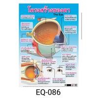 ราคา โครงสร้างของตา EQ 086 โปสเตอร์สื่อการสอน หุ้มพลาสติก ขนาด 50 70 cm (18993988980)