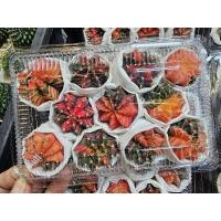 ราคา กล่อง 69 ยิมโนด่าง แน่นกล่อง คละสีตามภาพ ยิมโนด่างไม้เมล็ดคละสี (20586035807)