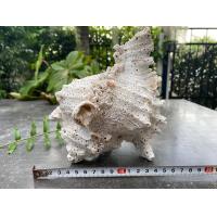 ราคา เปลือกหอยสังข์มะระ ขนาดเล็ก สำหรับตกแต่งบ้าน ตกแต่งสวน ตกแต่งตู้ปลา (21418085551)