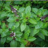 ราคา 500 เมล็ด โหระพา นางพญาร้อยชู้ โหระพาไทย โหระพาเทศ ห่อกวยซวย Sweet Basil (21738216319)