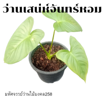 ราคา ว่านเสน่ห์จันทร์หอม ไม้ประดับตกแต่ง ขนาดกระถาง 6 นิ้ว (13087388913)