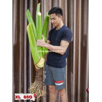 ราคา บอนกระดาดยักษ์ บอนยักษ์ ต้นกระดาด ต้นบอน Alocasia Borneo Giant (21494573476)