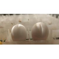 ราคา ไข่เชื้อไก่ซิลกี้ขนกลับสำหรับฟักในตู้ฟัก แบบ แพ็คละ 2ใบ (17399870270)