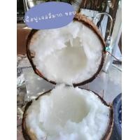 ราคา มะพร้าวกะทิ ทับสะแก (21507405799)