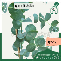 ราคา ต้นยูคาลิปตัส ส่งพร้อมถุงดำ (21736334332)