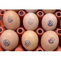 ราคา ไข่เชื้อไก่ประดู่หางดำ ฟองละ 30 บาท รับ 10 ฟอง แถมฟรีเพิ่มให้อีก 2 ฟอง (21569249249)