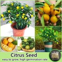 ราคา จุดประเทศไทย 40เมล็ด ห่อ เมล็ดพันธุ์ ส้มจี๊ด Citrus Seed Fruit Seeds for planting เมล็ดพันธุ์ผลไม้ เมล็ดบอนสี ต้นพันธุ์ผลไม้ ต้นไม้จริง ต้นบอนไซ พันธุ์ไม้ผล ต้นบอนสี ต้นไม้กินผล ต้นผลไม้ บอนไซ ต้นไม้ม
