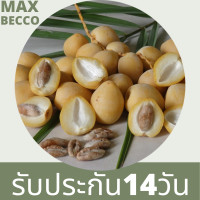 ราคา 10 เมล็ด เมล็ดพันธุ์ อินทผาลัม Date palm จากต้นเพาะเนื้อเยื้อ สายพันธุ์ บาฮี เหลืองใหญ่ seed (4246166020)
