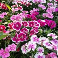 ราคา Dianthus Flower Seeds เมล็ดพันธุ์ ดอกผีเสื้อ 200เมล็ด ซอง ดอกผีเสื้อ คละสี ถูกที่สุด เมล็ดพันธุ์ดอกผีเสื้อคละสี ดอกสวย งอกง่าย โตไว พุ่มใหญ่ ต้นไม้ ดอกไม้ ต้นไม้ฟอกอากาศ ต้นไม้มงคลสวยๆ เมล็ดดอกไม้ ไม้