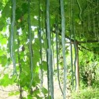 ราคา Chinese Snake Gourd Seed มล็ดพันธุ์ บวบงู ยาวยักษ์ พันธุ์ อนาคอนด้า บวบงูอนาคอนด้า คุ้มค่าที่สุด เมล็ดพันธุ์บวบงูอนาคอนด้า 5 เมล็ด งอกง่าย โตไว ยาวเกือบ 2 เมตร ผลดก Long Snake Gourd Vegetable Seeds เม