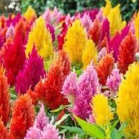 ราคา Celosia Plumosa Seed เมล็ดพันธุ์ สร้อยไก่ สร้อยไก่ คละสี ถูกที่สุด เมล็ดพันธุ์ดอกสร้อยไก่ 200 เมล็ด พันธุ์แท้ นำเข้าจากต่างประเทศ ปลูกง่าย ดอกสวย ต้นไม้ ดอกไม้ ต้นไม้ฟอกอากาศ ต้นไม้มงคลสวยๆ เมล็ดดอกไม