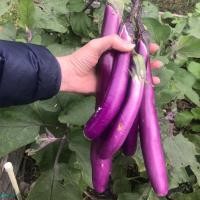 ราคา Eggplant Seeds มะเขือยาวม่วง มะเขือยาวญี่ปุ่น สีม่วง ถูกที่สุด เมล็ดพันธุ์มะเขือยาวสีม่วงญี่ปุ่น 200 เมล็ด ปลูกง่าย ลูกดก ทานอร่อย Eggplant Vegetable Seeds เมล็ดพันธุ์ผัก เมล็ดผักต่างๆ เมล็ดพันธุ์ เมล