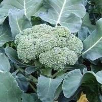 ราคา Broccoli Seed บร็อคโคลี่ ถูกที่สุด ถูกที่สุด 300 เมล็ด ปลูกง่าย ขึ้นไว ทำกับข้าวอร่อย เมล็ด บรอคโคลี แท้ บล็อคโคลี่ พันธุ์วอทัม เมล็ดบล็อคโคลี Vegetable Seeds เมล็ดพันธุ์ผัก เมล็ดผักต่างๆ เมล็ดพันธุ์ 