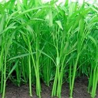 ราคา Water Spinach Seeds ไผ่มรกต ผักบุ้งจีนเรียวไผ่ ถูกที่สุด เมล็ดพันธุ์ผักบุ้งจีนเรียวไผ่ 50เมล็ด เมล็ดผักบุ้งจีน ปลูกง่าย ขึ้นไว Vegetable Seeds เมล็ดพันธุ์ผัก เมล็ดผักต่างๆ เมล็ดพันธุ์ เมล็ดผักสวนครัว 