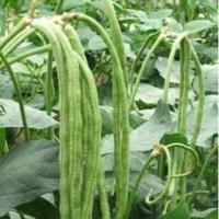 ราคา Long Beans Seeds ถั่วฝักยาว ถูกที่สุด เมล็ดถัวฝักยาว 30 เมล็ด งอกง่าย ปลูกง่ายขึ้นไว ฝักดก เมล็ดพันธุ์ถั่ว เมล็ดถั่วฝักยาว เมล็ดพันธุ์ ถั่วฝักยาว เมล็ดพันธุ์ผัก เมล็ดผักต่างๆ เมล็ดพันธุ์ เมล็ดผักสวนคร
