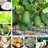 ราคา 30 Pcs bag Winter Melon Seeds Vegetable Seeds เมล็ดพันธุ์ผัก เมล็ดผักต่างๆ เมล็ดพันธุ์ เมล็ดผักสวนครัว ปลูกได้ทั้งปี เมล็ดพันธุ์พืช เมล็ดผักต่างๆ เมล็ดพันธุ์ผัก เม็ดพันธุ์ผัก เม็ดผักสวนครัว เมล็ดผัก V