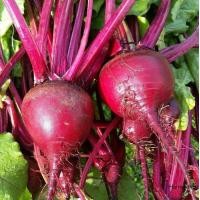 ราคา Beetroot Seeds เมล็ดพันธุ์ บีทรูท เมล็ดพันธุ์ หัวบีทรูท ดีทรอย Detroit Dark Red Beet บรรจุ 150 เมล็ด คุณภาพดี ราคาถูก ของแท้ 100 Vegetable Seeds เมล็ดพันธุ์ผัก เมล็ดผักต่างๆ เมล็ดพันธุ์ เมล็ดผักสวนครั