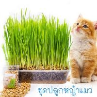 ราคา Cat Grass Seeds เมล็ด หญ้าแมว 50เมล็ด ซอง พร้อมปลูก ถูกที่สุด ปลูกต้นอ่อนข้าวสาลี ออร์แกนิค วิตามินเต็มๆ เพาะง่ายแค่รดน้ำ ชุดปลูกหญ้าแมว Cat Grass Herb Seeds Vegetable Seeds เมล็ดพันธุ์ผัก เมล็ดผักต่า