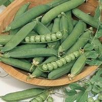 ราคา Sugar Pea Seed ถั่วลันเตาหวาน ถูกที่สุด เมล็ดพันธุ์ถั่วลันเตาหวาน 40 เมล็ด ปลูกง่ายขึ้นไวใส่ผักสลัดอร่อย Sweet Pea Seeds Vegetable Seeds เมล็ดพันธุ์ผัก เมล็ดผักต่างๆ เมล็ดพันธุ์ เมล็ดผักสวนครัว ปลูกได
