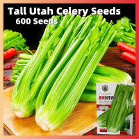 ราคา การันตีอัตรางอก ต้นพันธุ์แข็งแรง เมล็ดพันธุ์ 600pcs Organic Tropical Celery Seeds Green Stem Celery Plant เมล็ดพันธุ์ผัก ปลูกผัก ผักสวนครัว ปลูกผัก สวนครัว เมล็ดบอนสี Vegetable Plant Seeds Organic Veg