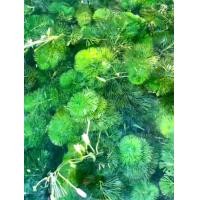 ราคา สาหร่ายฉัตร พืชน้ำตกแต่งตู้ปลา 2 ชุด แถม 1 ชุด (21765586134)