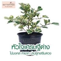 ราคา หัวใจเศรษฐีด่าง กระถาง 5 นิ้ว หรือสาลิกาด่าง ความสูงประมาณ 30 cm ต้นไม้กลางแจ้ง ไม้แดด ต้นไม้ ต้นไม้พุ่ม ต้นไม้มงคล ไม้มงคล (21768630471)