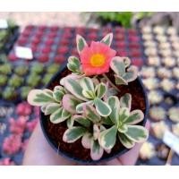 ราคา คุณนานตื่นสายใบด่างชมพู ลายน่ารัก สวยงามขนาดกระถาง3 นิ้ว พร้อมส่ง (16378779378)