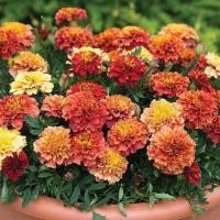 ราคา 100 เมล็ด ดอกดาวเรือง Marigold Flower Seeds สายพันธุ์ Summer (21342648441)