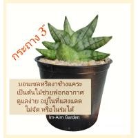 ราคา งาช้าง บอลเซลแคระ ราคาน่ารัก (19431221831)