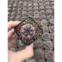 ราคา ยิมโนโคลน เดย์ดรีม Daydream ไม้ชำหน่อ จัดส่งทั้งกระถาง ลักษณะพิเศษผิวสีม่วง ต้นกลมน่ารัก ไม่มีหนาม (21043202264)