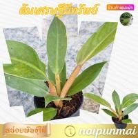 ราคา ต้นเศรษฐีมีทรัพย์ กระถาง 3 นิ้ว ไม้มงคล (21554202578)