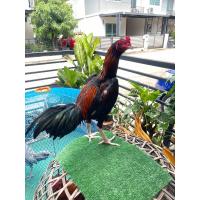 ราคา ไข่เชื้อ ป่าก๋อยแข้งรัวๆ เจ้าเอทีเอ็ม ป ไก่ชน เชิงพัฒนา (20791773772)
