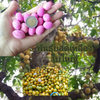 ราคา ผักหวานป่า ปี67 เมล็ดผักหวาน 90เมล็ด พันธุ์ยอดเหลืองใบใหญ่ รับประกันการงอก98 ฟรีคุ่มือการเพาะ (18888065384)