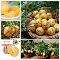 ราคา จุดที่ประเทศไทย ผลไม้โสม 10 แคปซูล เมล็ดดอกไม้ Pepino Melon Seeds ผลไม้โสม Seeds Ginseng Fruit พันธุ์ไม้หายาก บอนไซ พันธุ์ไม้ผล Home Garden Plants flower seeds เมล็ดพันธุ์ผัก ต้นไม้มงคล ต้นผลไม้ ผลไม้