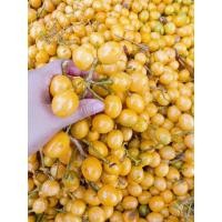 ราคา เม็ดผักหวาน บ้าน ป่า ยอดเหลืองใบใหญ่100เม็ด (8242610006)