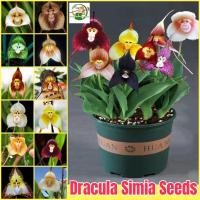 ราคา เมล็ดพันธุ์ เมล็ดกล้วยไม้หน้าลิง บอนสี บรรจุ 50เมล็ด Dracula Simia Seeds Orchid Flower Seeds for Planting เมล็ดดอกไม้ บอนสีหายาก เมล็ดบอนสี ต้นไม้มงคล ต้นบอนสีแปลกๆ ไม้ประดับ พันธุ์ดอกไม้ ดอกไม้ปลูก แ
