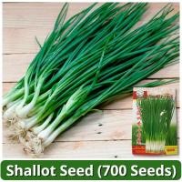 ราคา เมล็ดพันธุ์ ต้นหอม หอมแดง บรรจุ 700 เมล็ด Shallot Seeds Spring Onion Vegetable Seeds for Planting เมล็ดหอมแดง เมล็ดพันธุ์ผัก ผักสวนครัว บอนไซ ผักออร์แกนิก พันธุ์ผัก บอนสี เมล็ดผัก เมล็ดพันธุ์แท้OP เมล