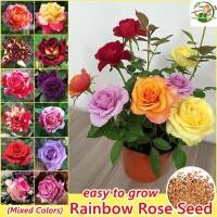 ราคา เมล็ดพันธุ์ ดอกกุหลาบ ดอกกุหลาบหลากสี คละสี บรรจุ 100 เมล็ด Colorful Rose Flower Seeds for Planting บอนสี เมล็ดดอกไม้ บอนไซ พันธุ์ดอกไม้ เมล็ดบอนสี บอนสีพันหายาก ดอกไม้ปลูกสวยๆ ต้นไม้มงคล ต้นไม้ฟอกอาก