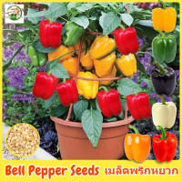 ราคา เมล็ดพันธุ์ พริกหยวก เมล็ดพริกหยวก คละสี บรรจุ 50 เมล็ด Mixed Bell Pepper Seeds Organic Vegetable Seeds for Planting เมล็ดพันธุ์ผัก ผักออร์แกนิก บอนไซ พันธุ์ผัก เมล็ดบอนสี ต้นผลไม้ ผักสวนครัว เมล็ดผัก