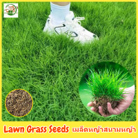 ราคา เมล็ดพันธุ์ หญ้าสนามหญ้า บรรจุ 200เมล็ด Lawn Grass Seeds เมล็ดดอกไม้ พันธุ์ดอกไม้ หญ้าสนามกอล์ฟ และ หญ้าสวน หญ้าเบอร์มิวด้า หญ้าไต้หวัน หญ้าปูสนาม Evergreen Plants ต้นไม้มงคล ต้นไม้ฟอกอากาศ แต่งบ้านแล