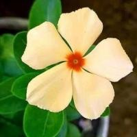 ราคา 20 เมล็ด ดอกแพงพวย แพงพวยฝรั่ง เมล็ดดอกไม้ Vinca Periwinkle Seeds สายพันธุ์ Yellow Vinca (21275313543)