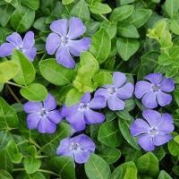 ราคา 20 เมล็ด ดอกแพงพวย แพงพวยฝรั่ง เมล็ดดอกไม้ Vinca Periwinkle Seeds สายพันธุ์ Blue (21275263886)
