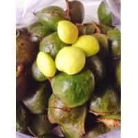 ราคา ลูกเนียง ลูกเหนียงหมาน หน่อเหรียง ปักษ์ใต้ น้ำหนัก 500กรัม (21328494122)