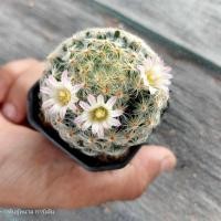 ราคา แมมขนนกเหลือง ดอกชมพู Mammillaria Schiedeana ไม้เมล็ด ขนาด 3 4 ซม ต้นกระบองเพชร ต้นแคคตัส แคคตัส กระบองเพชร (20325285194)